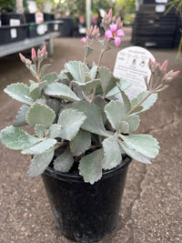 Kalanchoe 'Quicksilver' - Ladybird Nursery