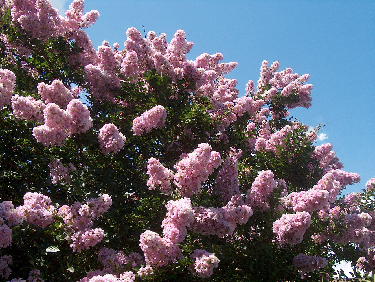 Crepe Myrtle Yuma (Lagerstroemia)