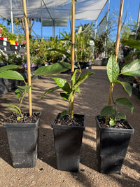 Richmond Birdwing Butterfly Vine (Pararistolochia praevenosa) - Ladybird Nursery