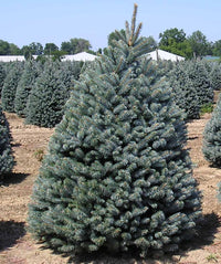 Blue Spruce Fat Albert (Picea pungens)