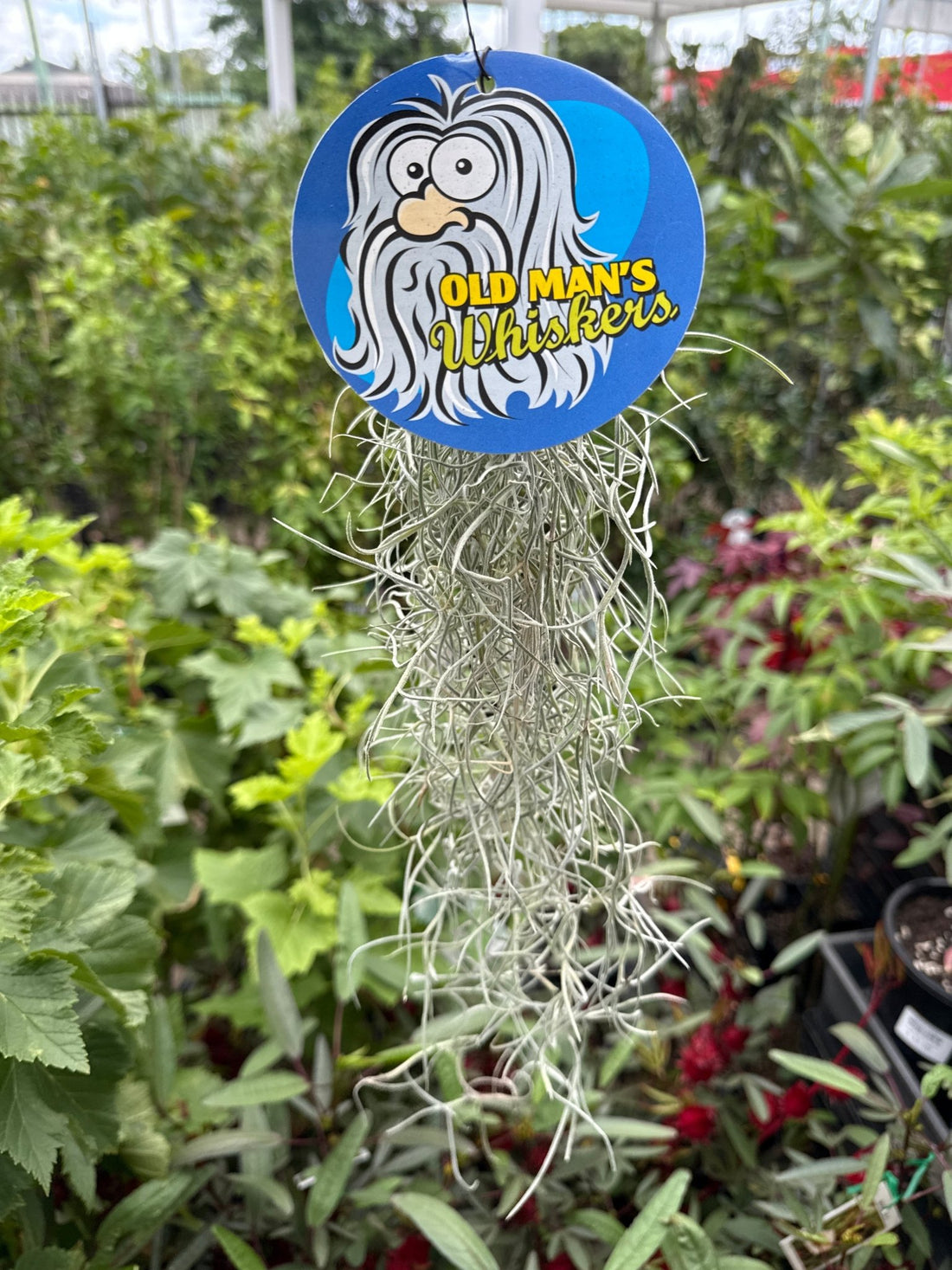 Old Man's Whiskers ‘Spanish Moss’ - Ladybird Nursery