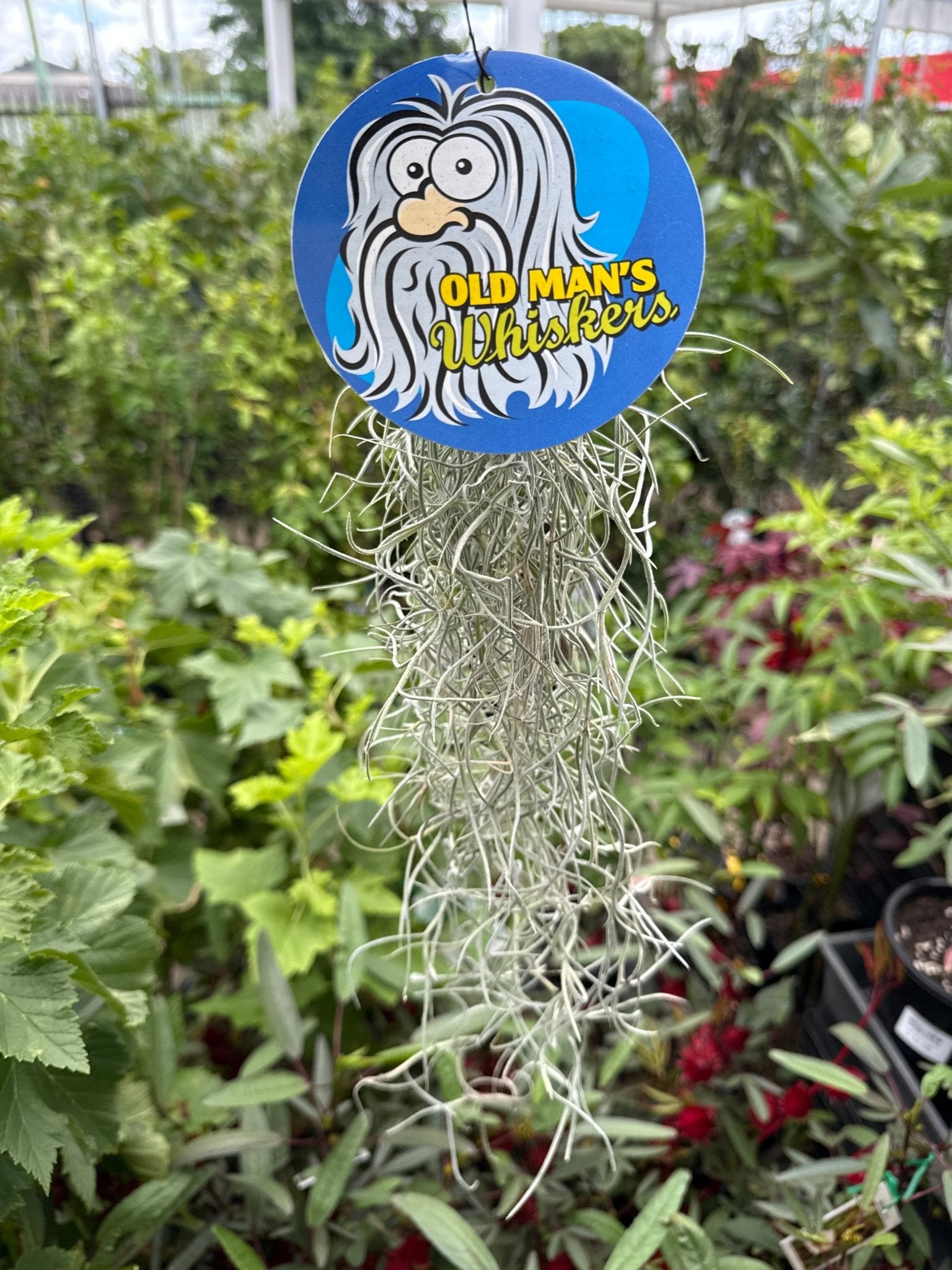 Old Man's Whiskers ‘Spanish Moss’ - Ladybird Nursery