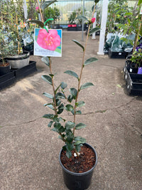 Camellia ‘Rose Ann’ (Camellia sasanqua) - Large - Ladybird Nursery