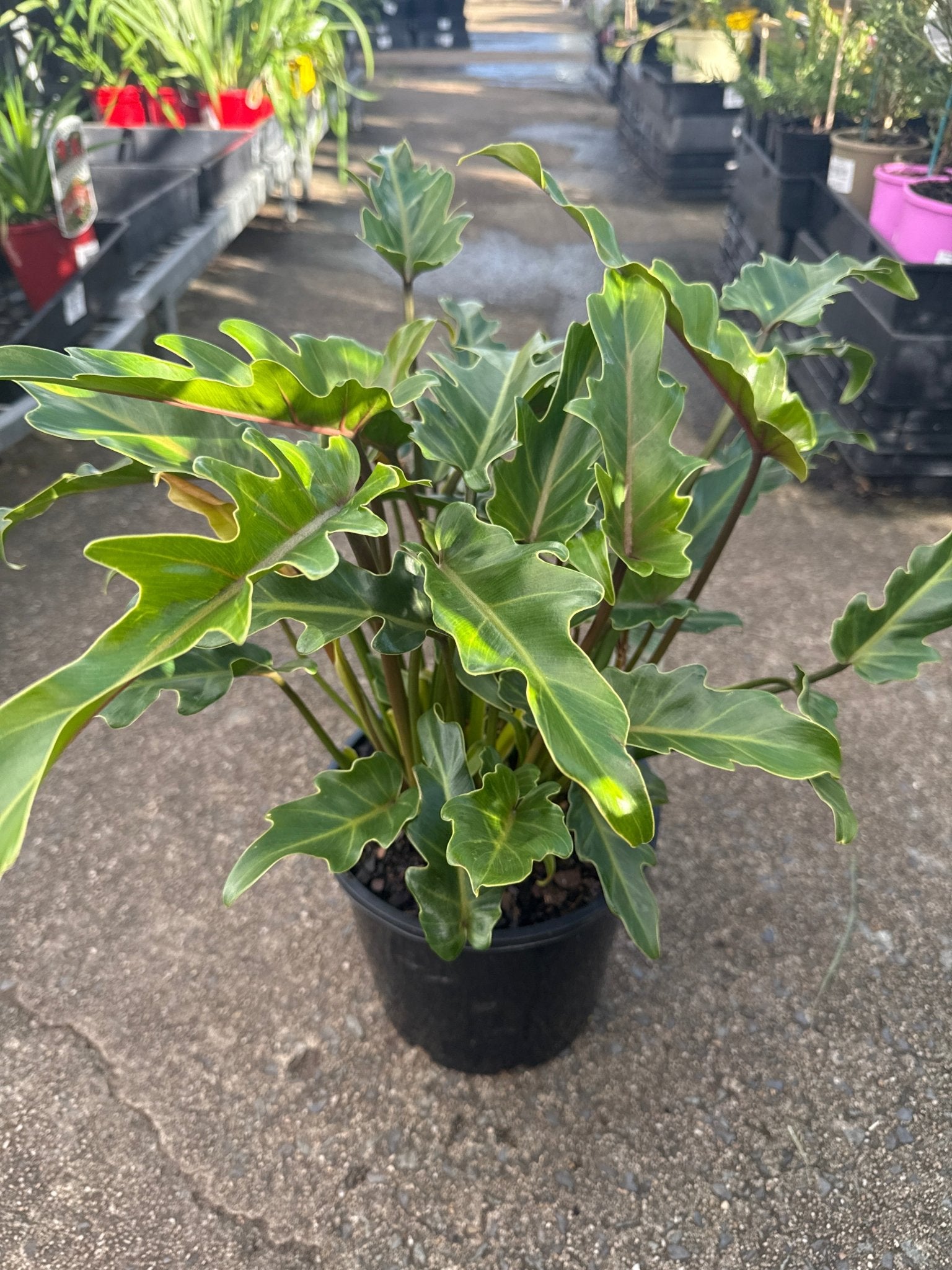 philodendron for sale brisbane Philodendron 'Xanadu' Plant – Buy Now! – Ladybird Nursery