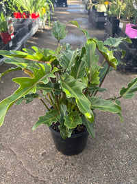 Philodendron 'Xanadu' - Large - Ladybird Nursery