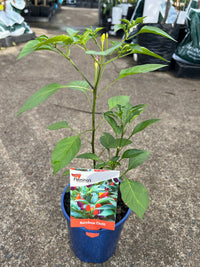 Rainbow Chilli - Ladybird Nursery