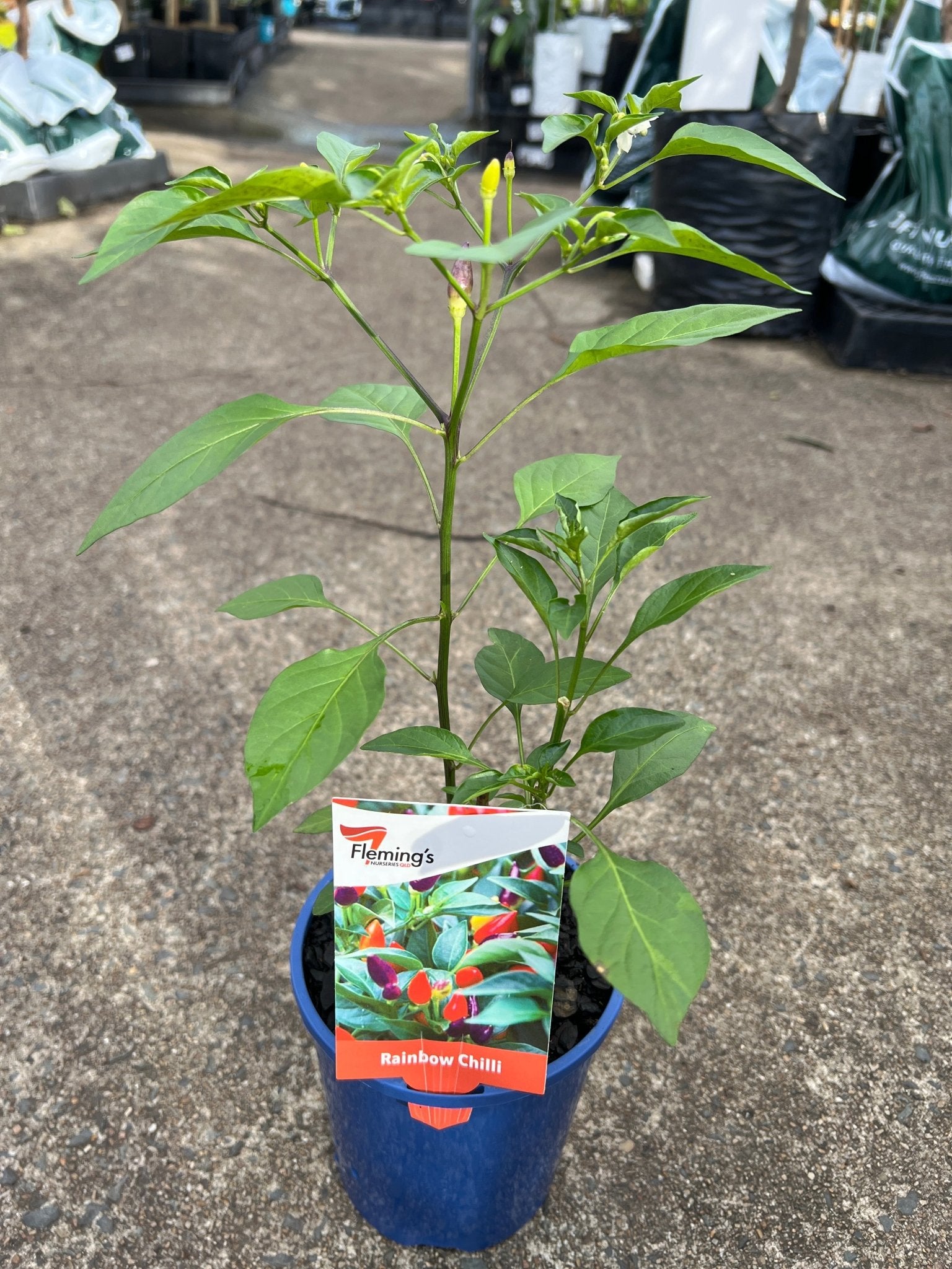 Rainbow Chilli - Ladybird Nursery