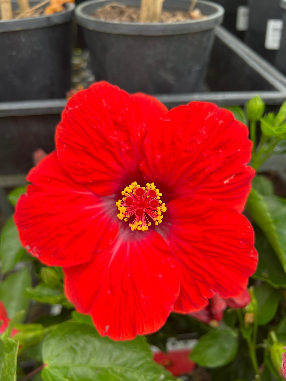 Hibiscus Fantasy Ruby Red (Hibiscus rosa - sinensis) - Ladybird Nursery
