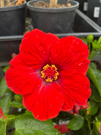 Hibiscus Fantasy Ruby Red (Hibiscus rosa - sinensis) - Ladybird Nursery