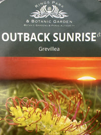 Grevillea Outback Sunrise 140mm