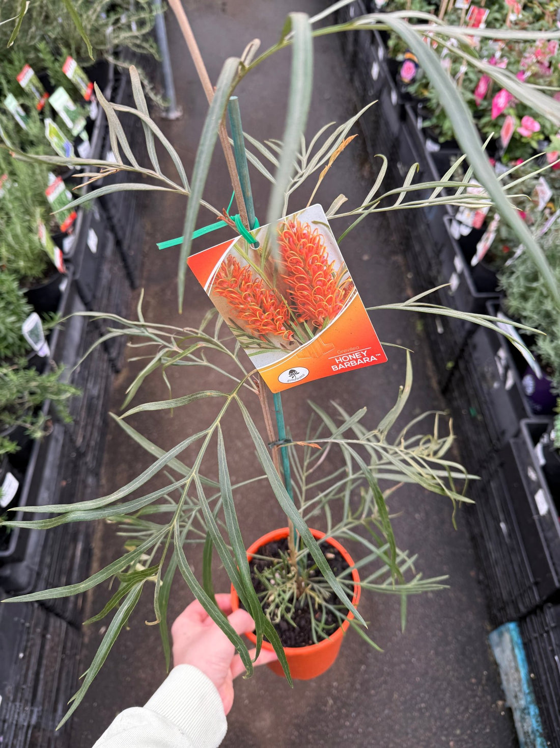 Grevillea ‘Honey Barbara’ - Ladybird Nursery