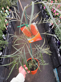 Grevillea ‘Honey Barbara’ - Ladybird Nursery