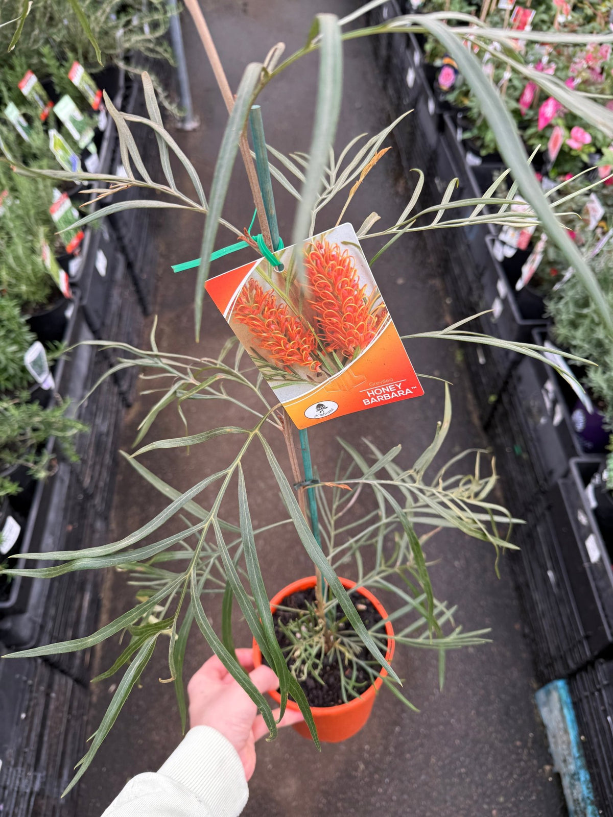 Grevillea ‘Honey Barbara’ - Ladybird Nursery