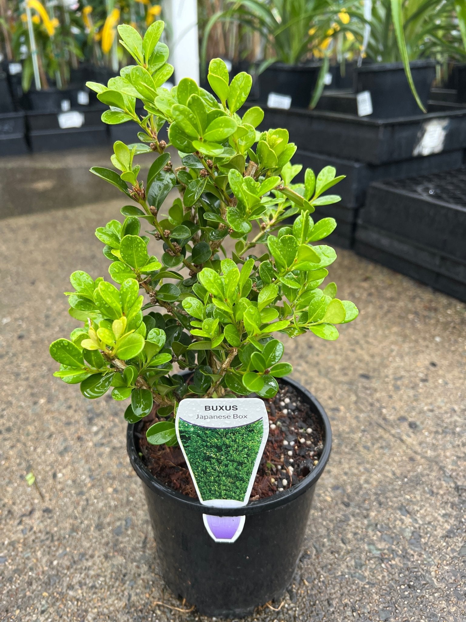 Japanese Box Compacta (Buxus microphylla) - Ladybird Nursery
