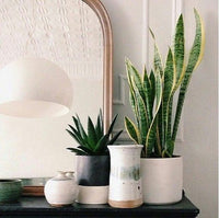 Assorted (Sansevieria spp.) - Ladybird Nursery