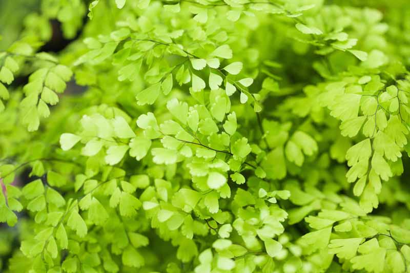 Delta Maidenhair (Adiantum raddianum) - Ladybird Nursery