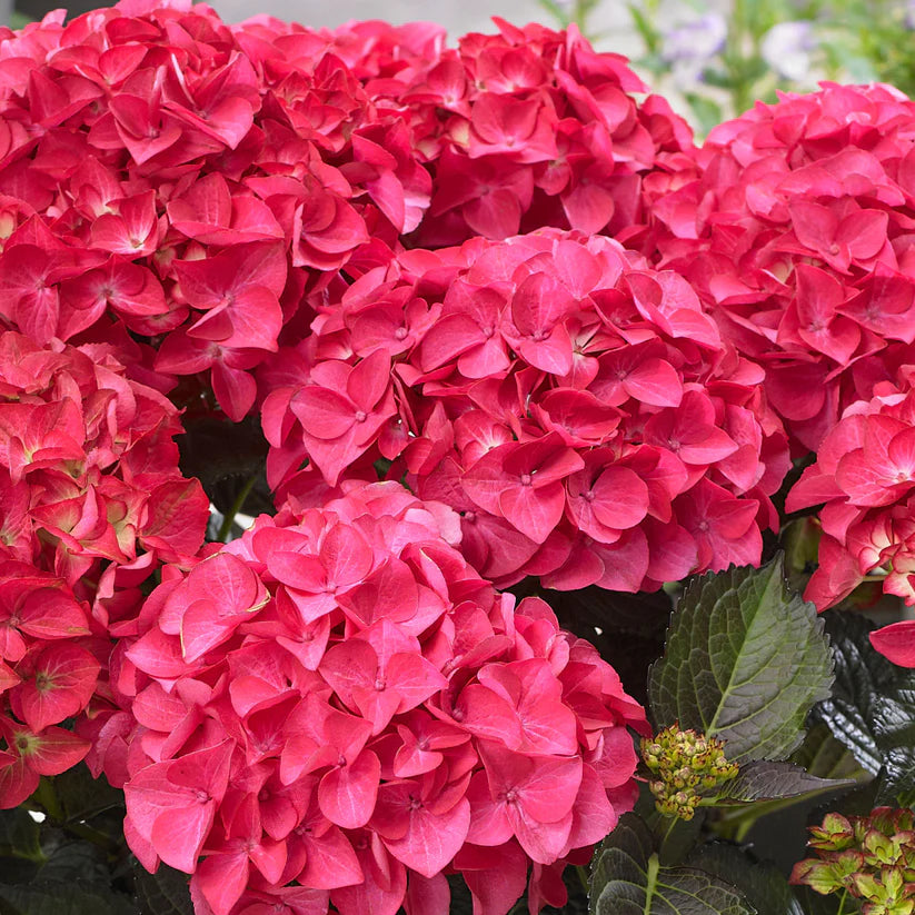 Bigleaf Hydrangea Red (Hydrangea macrophylla)