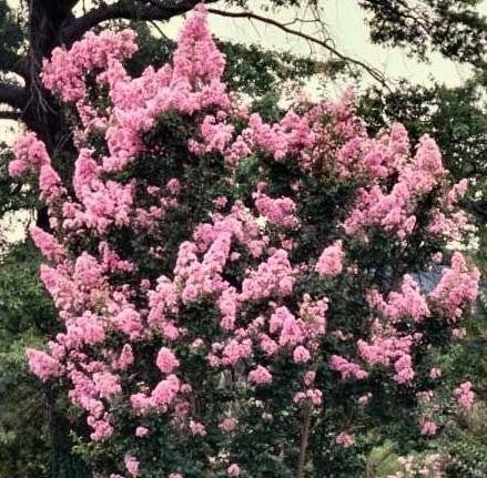 Crepe Myrtle Potomac (Lagerstroemia indica) - Ladybird Nursery