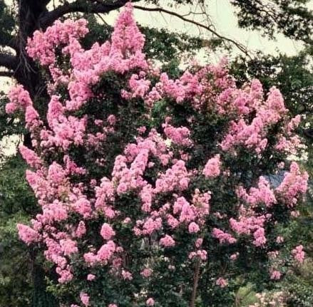 Crepe Myrtle Potomac (Lagerstroemia indica)