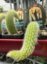 Monkey Tail Cactus - Ladybird Nursery