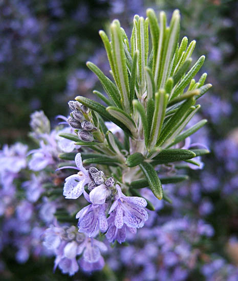 Rosemary Herb Cottage (Rosmarinus officinalis)