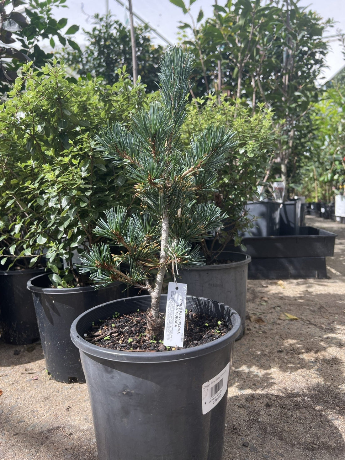 Japanese White Pine Hatsukasa (Pinus parviflora) - Ladybird Nursery