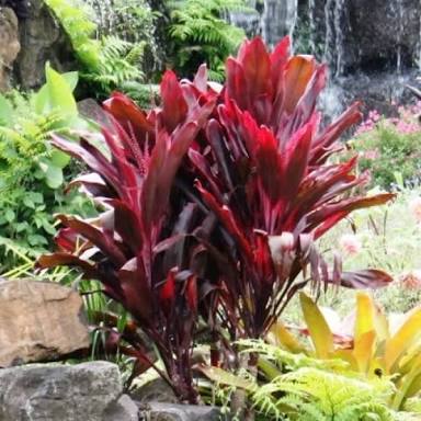 Cordyline Rubra (Cordyline fruticosa)