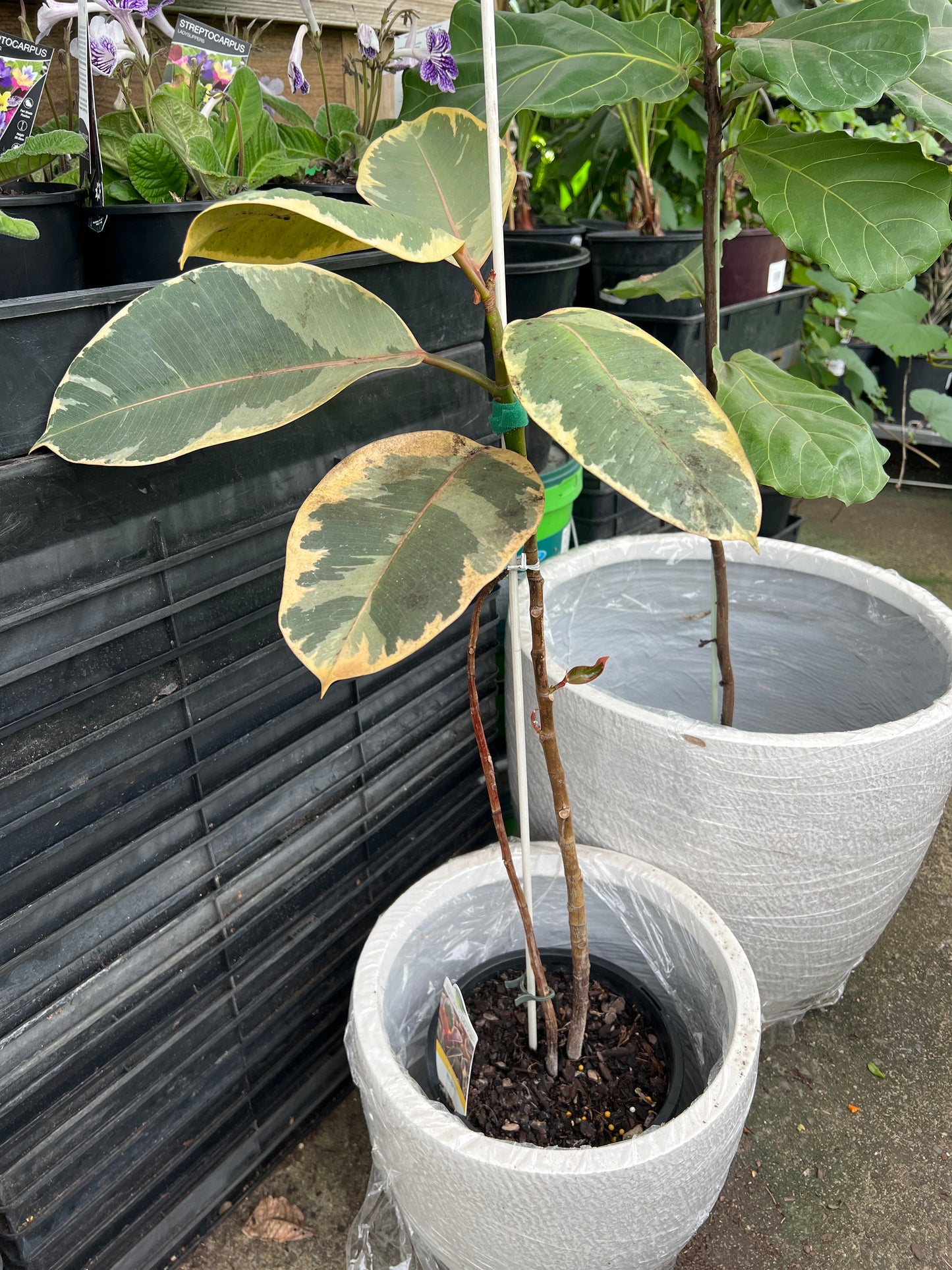 Ficus Ruby Rubber Plant (Ficus elastica)