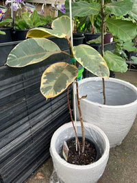 Ficus Ruby Rubber Plant (Ficus elastica)