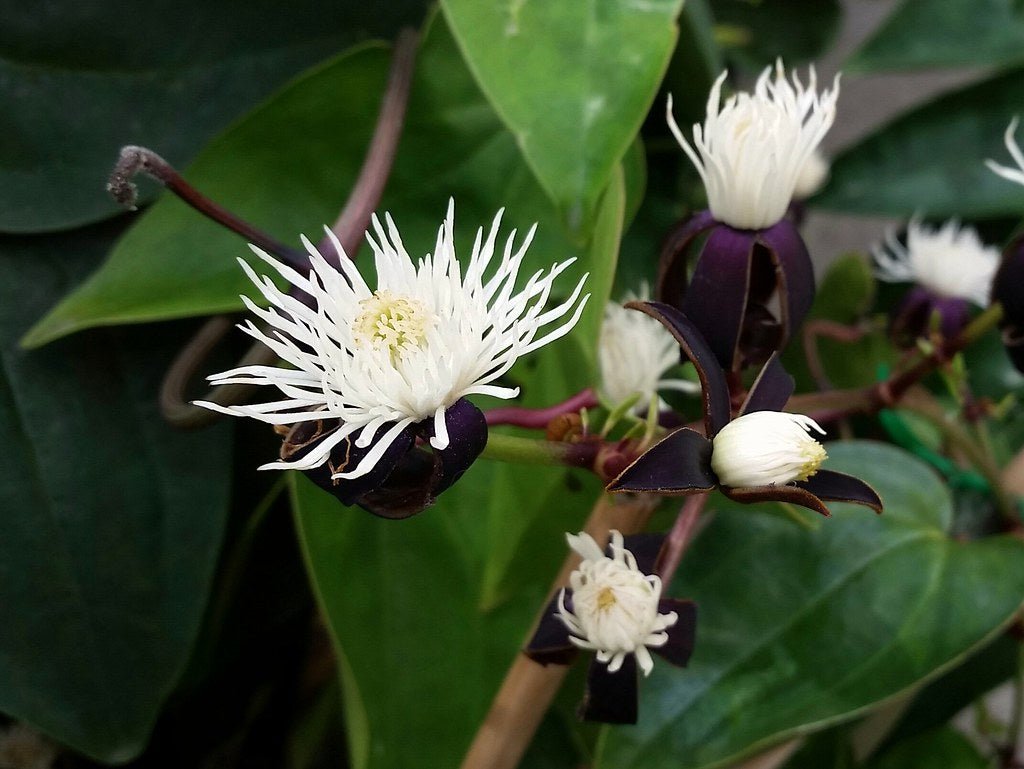 Clematis (Clematis smilacifolia) - Ladybird Nursery