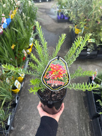 Dwarf Grevillea 'Fireworks' - Ladybird Nursery