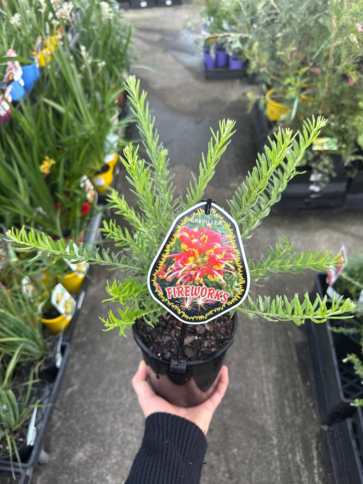 Dwarf Grevillea 'Fireworks' - Ladybird Nursery