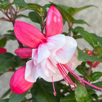 Fuchsia 'Ballerina's Balloon' (Fuchsia hybrid) - Ladybird Nursery