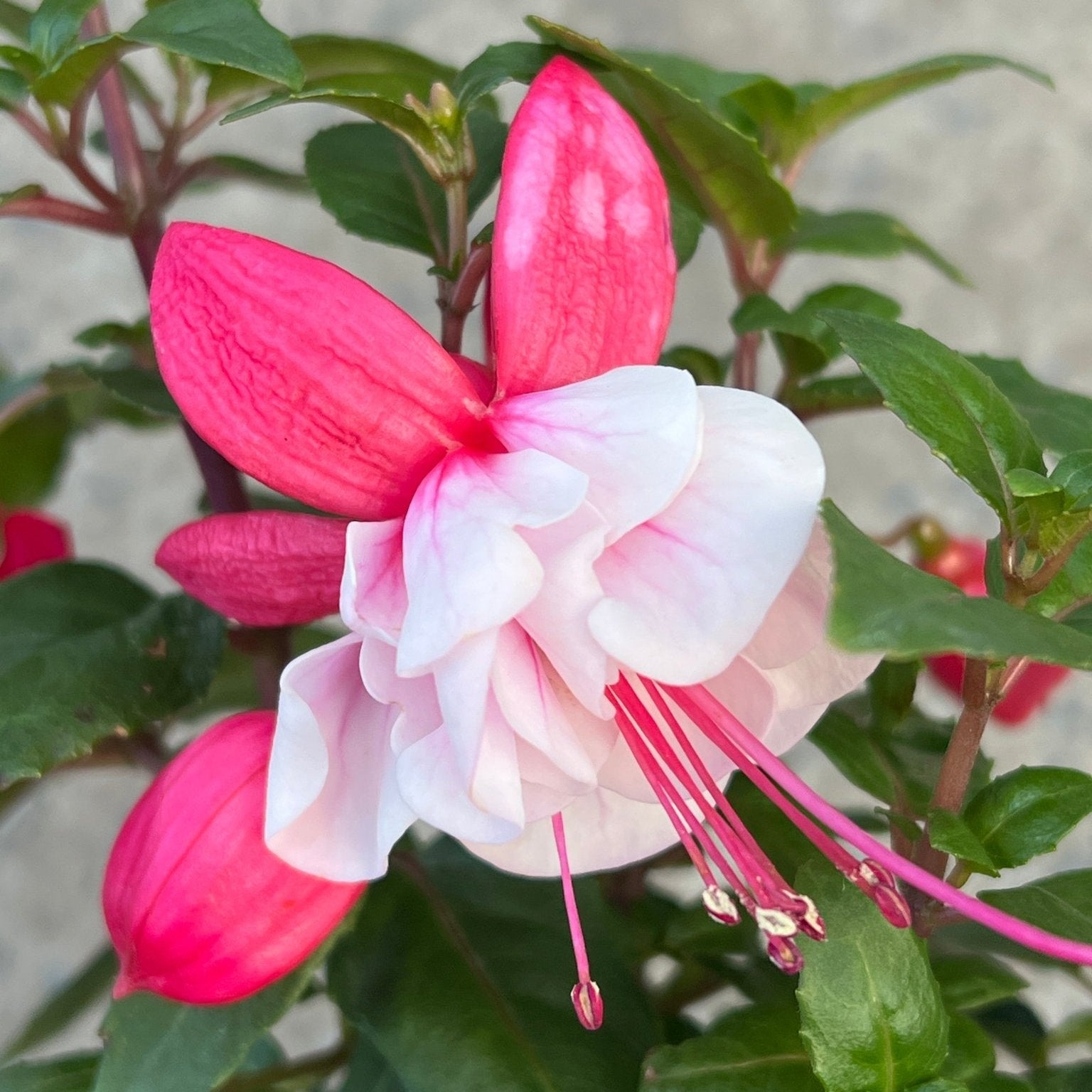 Fuchsia 'Ballerina's Balloon' (Fuchsia hybrid) - Ladybird Nursery