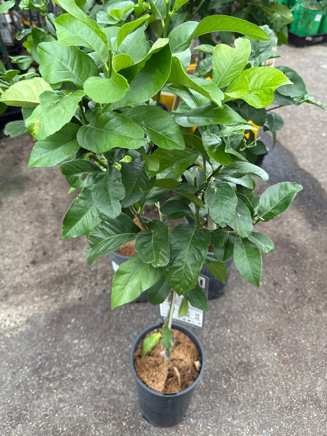 Lemon Eureka seedless (QLD Only) - Ladybird Nursery