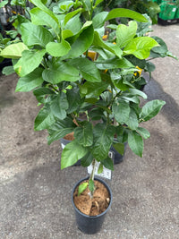 Lemon Eureka seedless (QLD Only) - Ladybird Nursery