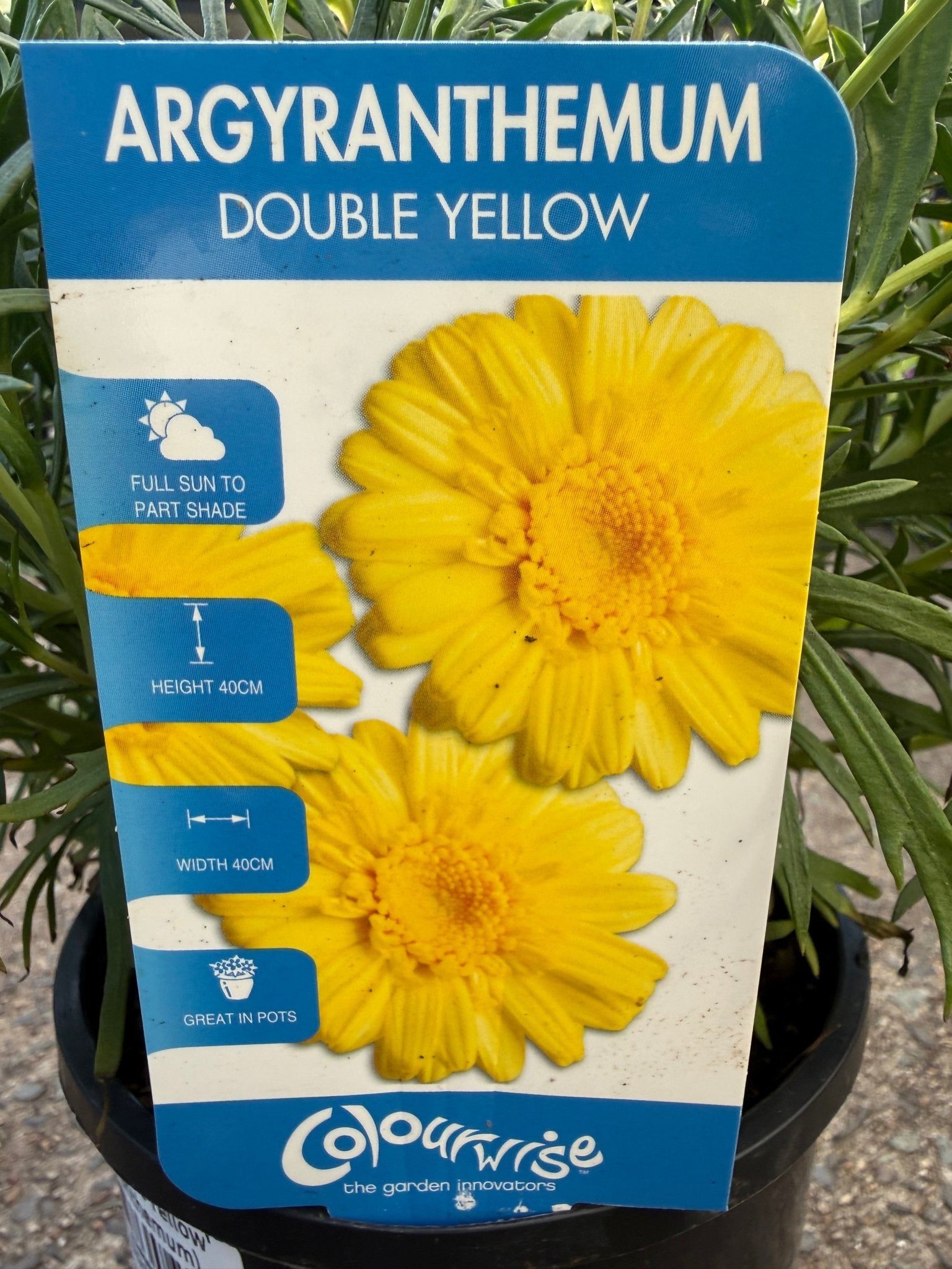 Daisy 'Double Yellow' (Argyranthemum) - Ladybird Nursery