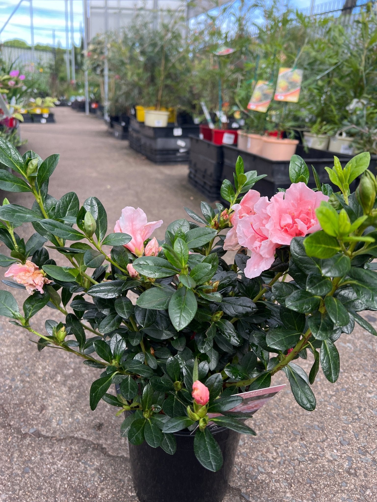 Azalea ‘Christina Matton’ - Ladybird Nursery
