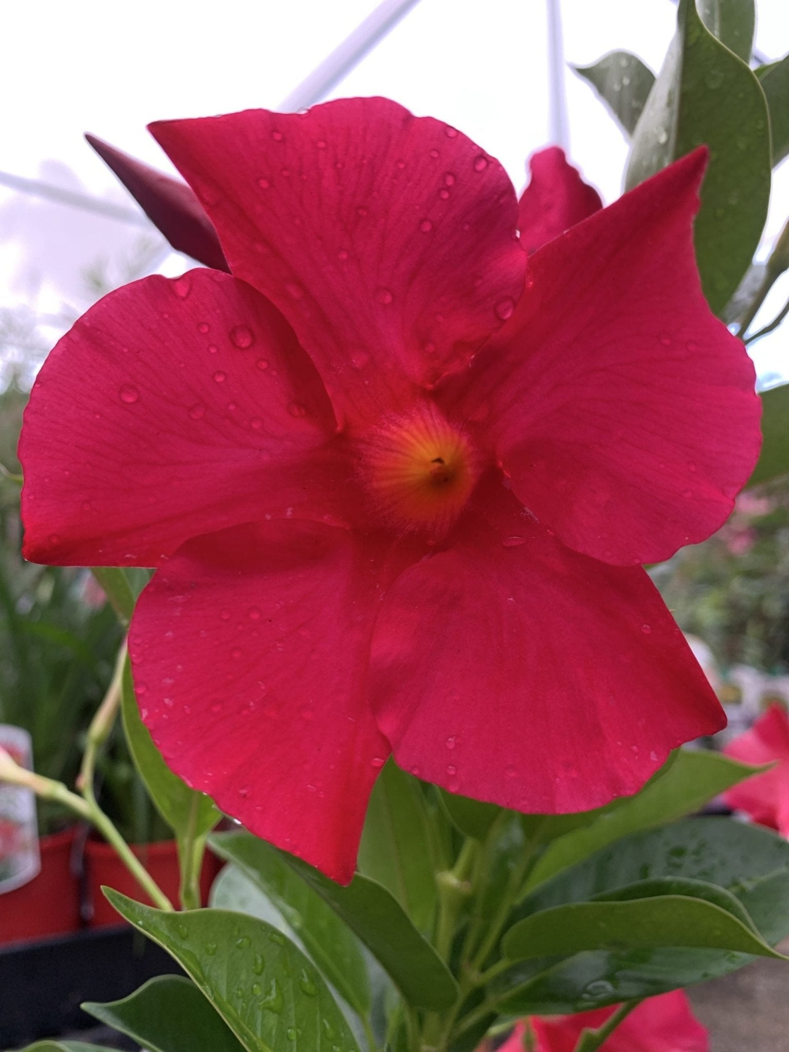 Mandevilla Summerstar Pink (Mandevilla sanderi) - Ladybird Nursery