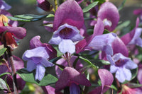 Minty™ Mint Bush (Prostanthera sieberi)