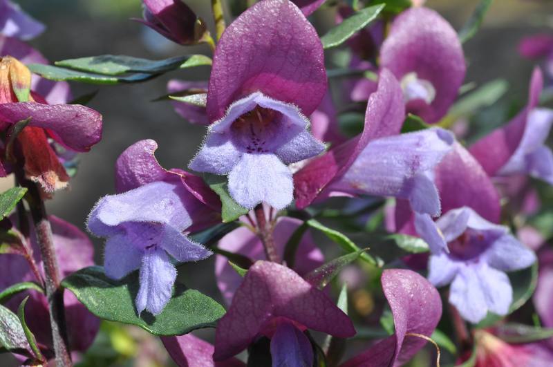 Minty™ Mint Bush (Prostanthera sieberi) - Ladybird Nursery