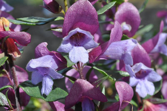 Minty™ Mint Bush (Prostanthera sieberi) - Ladybird Nursery