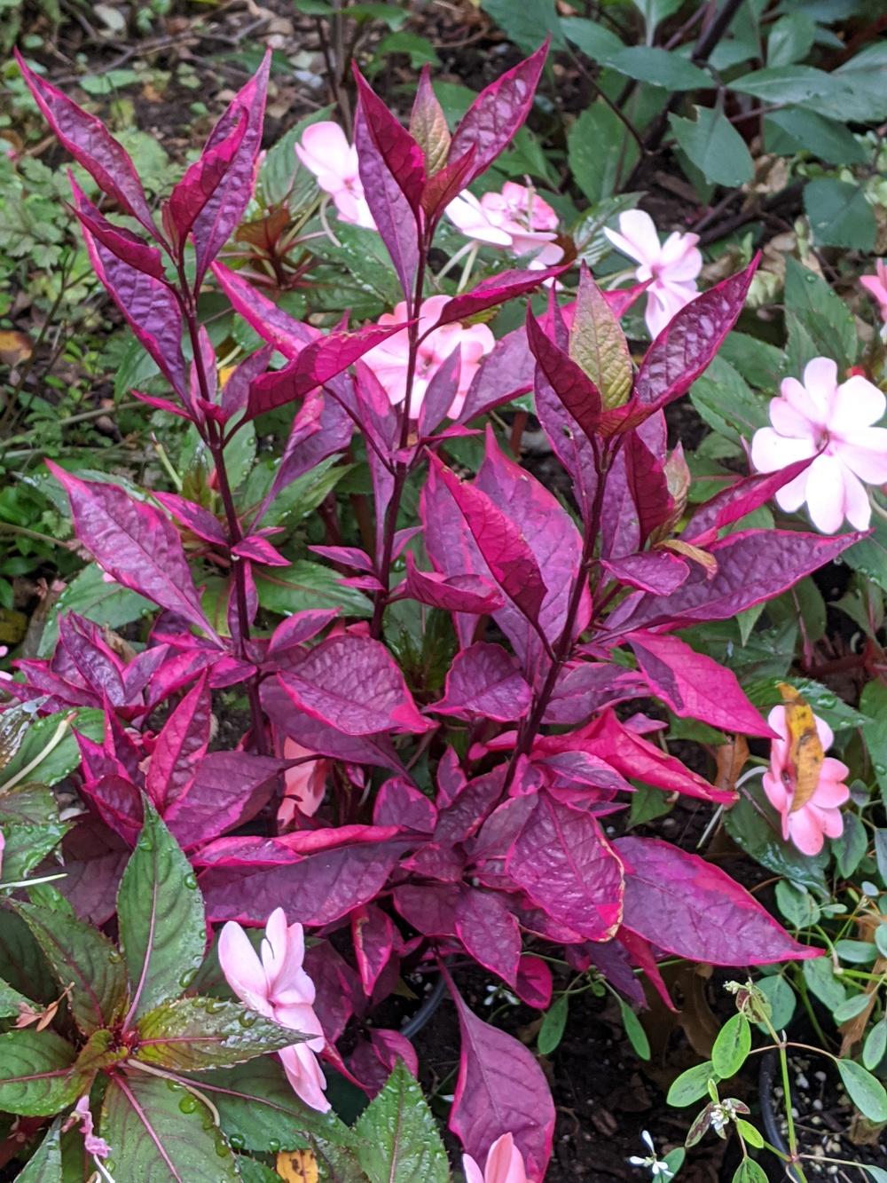 Brazilian Red Hots Alternanthera™ (Alternanthera dentata)