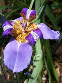 Brazilian Walking Iris Tissue culture (Neomarica gracilis)