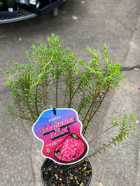 Pimelea ferruginea 'Magenta Mist' - Ladybird Nursery