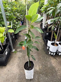 Avocado Bacon (B Type) - Ladybird Nursery