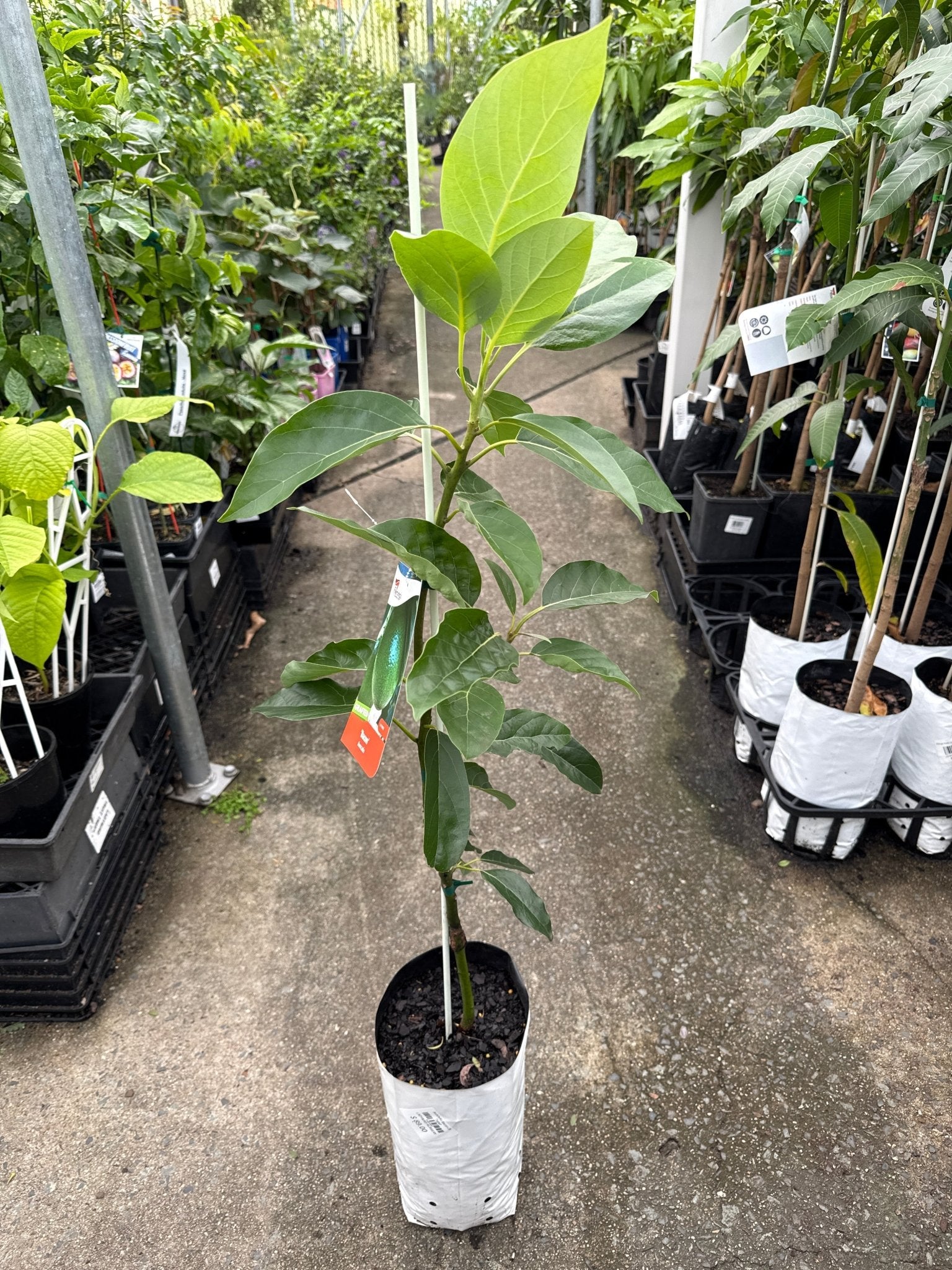 Avocado Bacon (B Type) - Ladybird Nursery