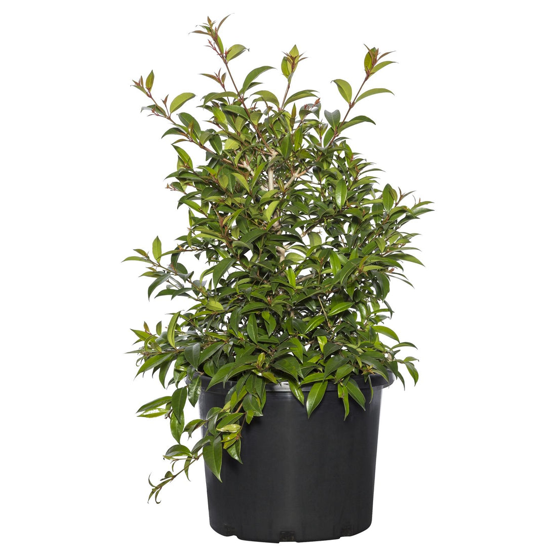 Lilly Pilly Bush Christmas (Syzygium australe) - Ladybird Nursery