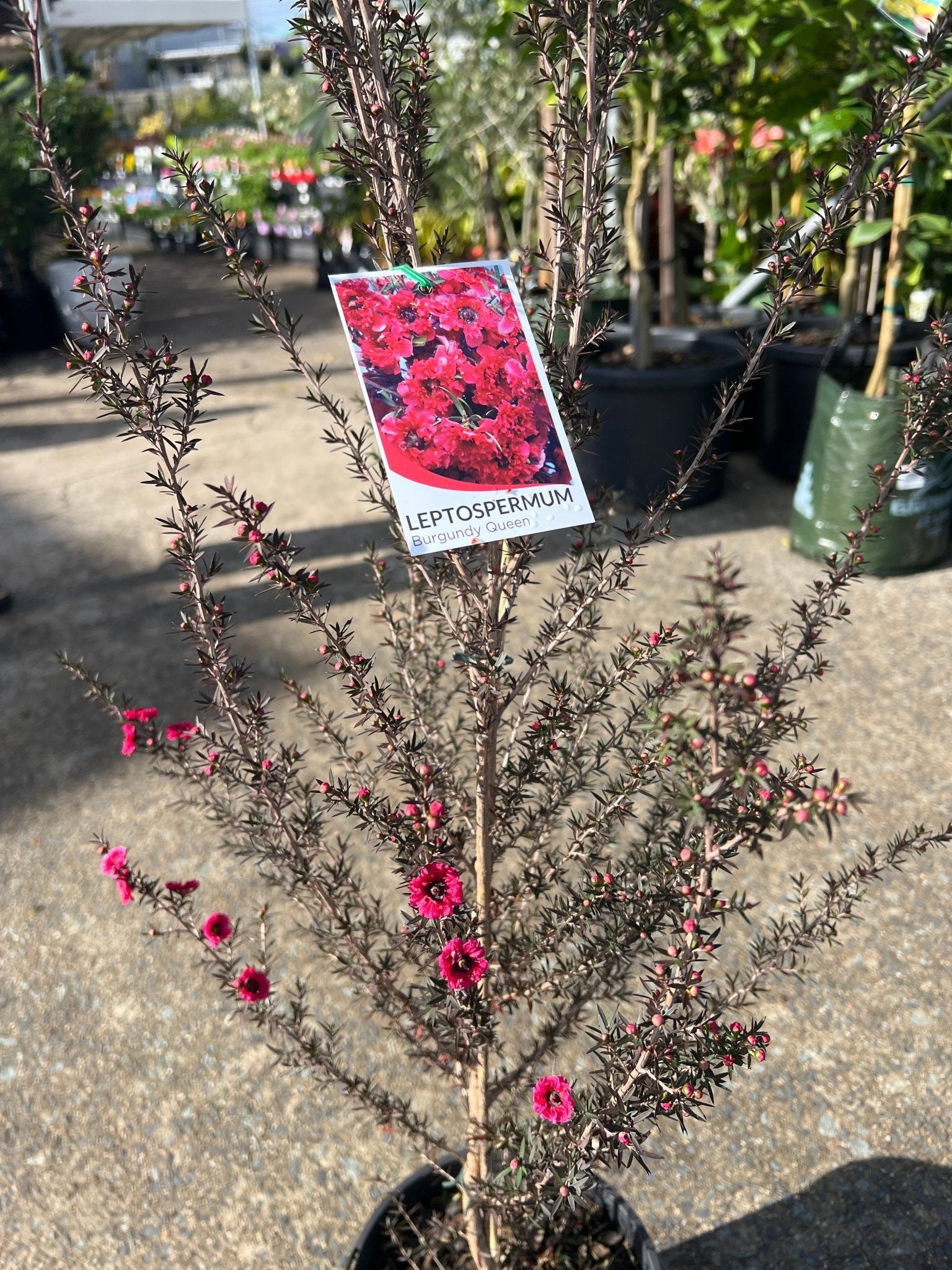 Leptospermum 'Burgundy Queen' (Leptospermum scoparium) - Large - Ladybird Nursery