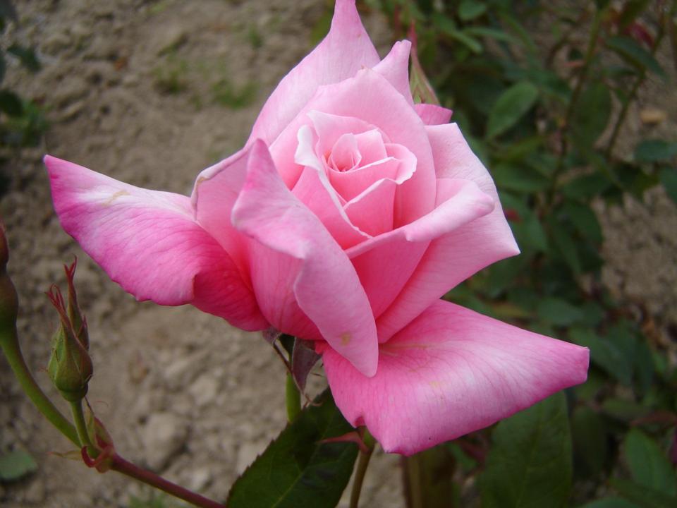 Rose First Love (Rosa) - Ladybird Nursery